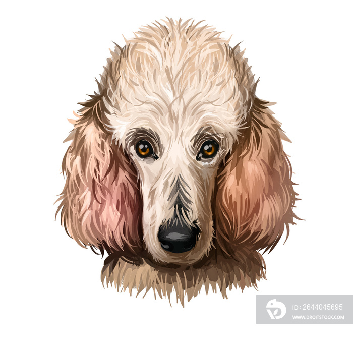 白色隔离贵宾犬肖像。网络手绘狗的数字艺术插图，t恤p