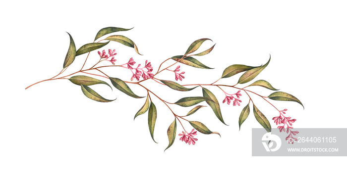 Eucalyptus branch with seeds isolated on white. Watercolor illustration.