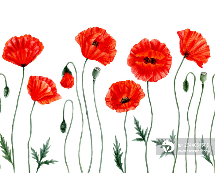 无缝边界-水彩罂粟花。红色罂粟花。罂粟花纪念日标志。隔离