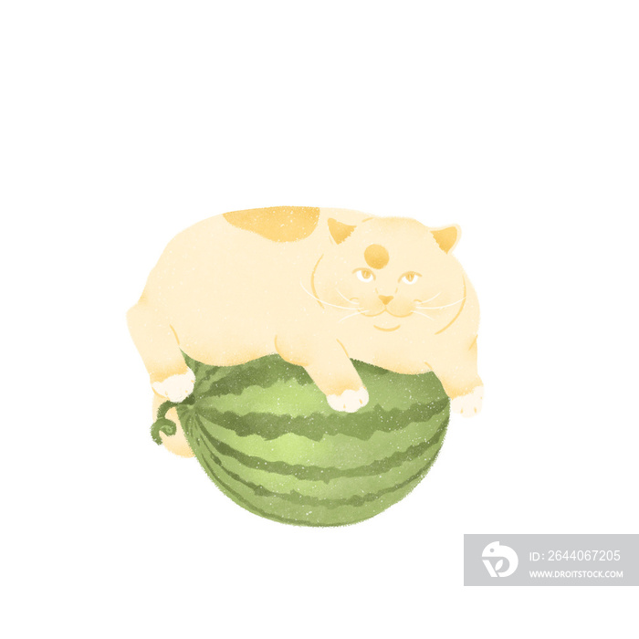 cute chubby beige cat resting on a watermelon on transparent background