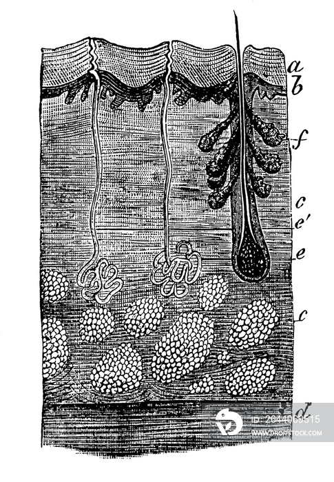 Cross section of the human skin across 2 sweat glands and a hair follicle. Illustration of the 19th 