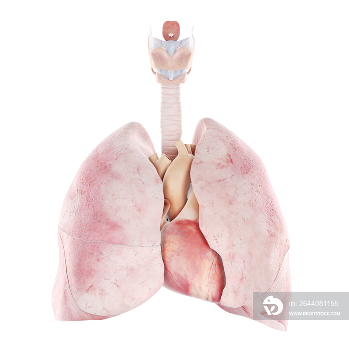 心脏和肺的三维医学精确图示
