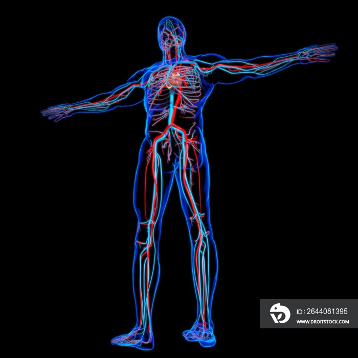 用于医学概念3D的循环系统人体心脏解剖