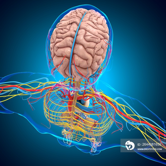 Human Circulatory system Anatomy With brain For medical concept 3D