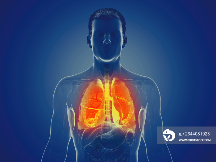 3d rendered medically accurate illustration of a mans lung