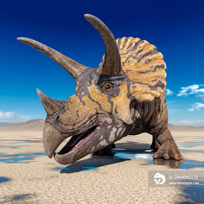 triceratops on the desert after rain