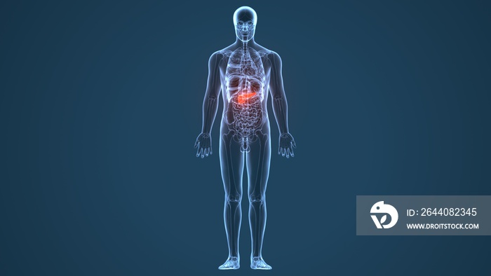 Human Gallbladder and Pancreas Anatomy Illustration. 3D render