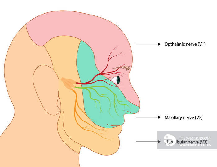 三叉神经图解。眼、上颌和下颌神经