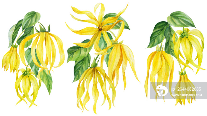 Ylang ylang flowers on isolated white background, botanical illustration, Watercolor painting