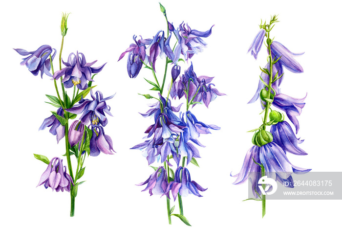 bouquet of bells, purple flowers, on isolated white background, watercolor illustration, botanical p