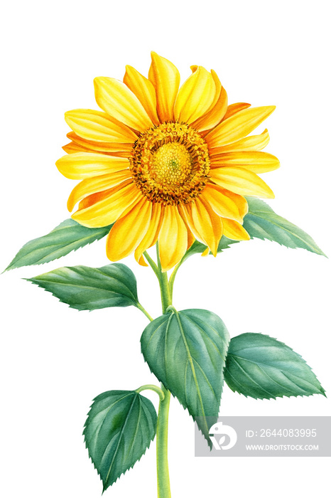sunflower flower on isolated white background, hand drawing, botanical painting, watercolor style