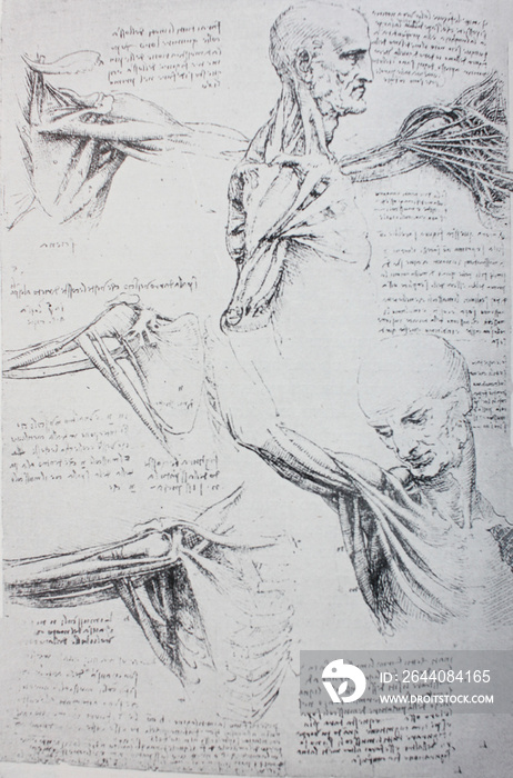 Anatomical notes. Profile, face, foot. Manuscripts of Leonardo da Vinci in the vintage book Leonardo