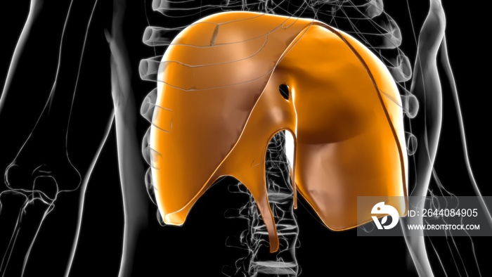 用于医学概念3D渲染的膈肌人体呼吸系统解剖