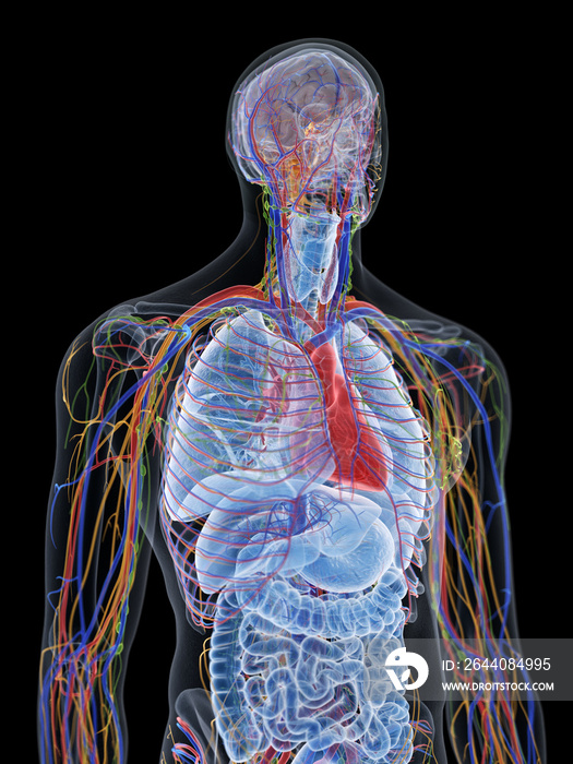 3d rendered medically accurate illustration of the thorax anatomy