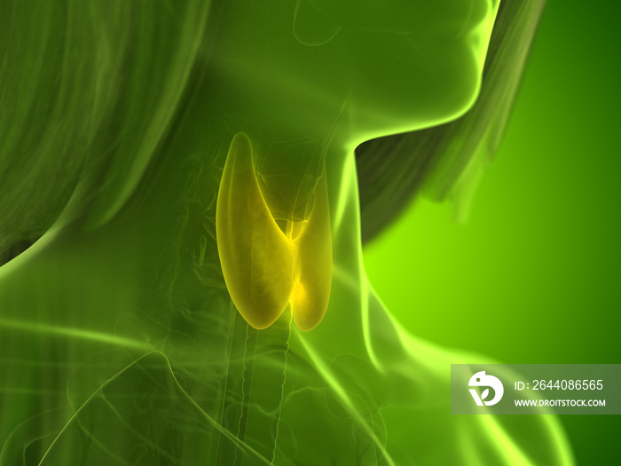 3d rendered medically accurate illustration of a womans thyroid gland