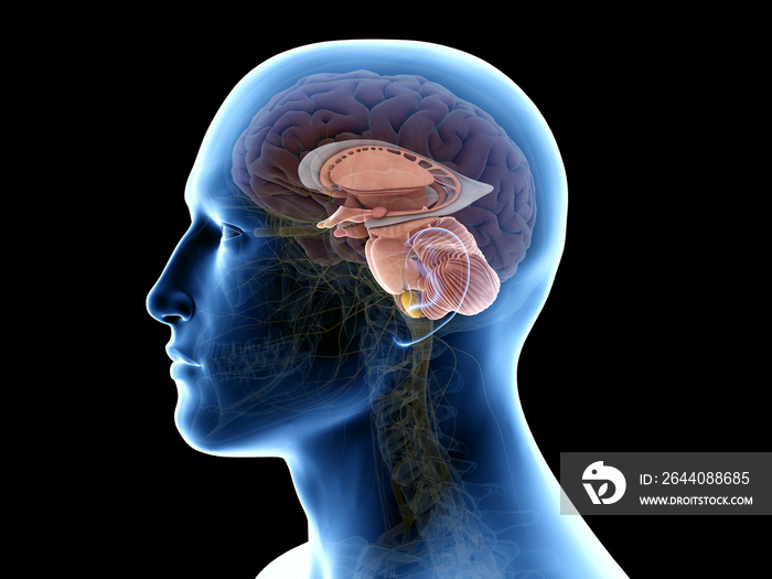 3d rendered medically accurate illustration of the interior brain anatomy