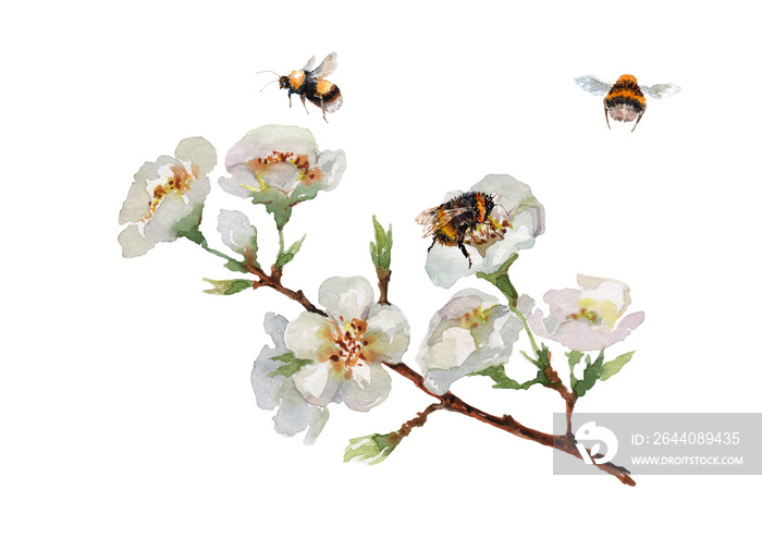 Blooming cherry branch with delicate flowers, buds, green leaves, flying bees and bumblebee. Hand dr