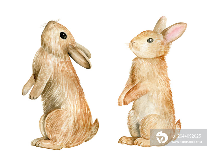 Watercolor rabbits illustration isolated on white background.