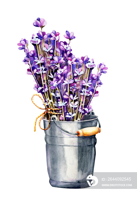 一束薰衣草花，用麻线绑着的细枝，一束放在铝桶里。手绘水