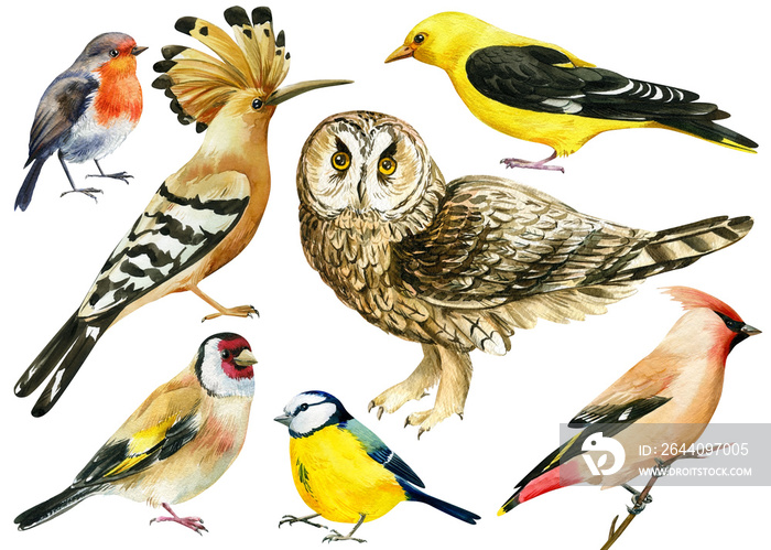 Set watercolor birds, hoopoe, owl, waxwing, robin, blue tit, oriole and goldfinch. Isolated white ba