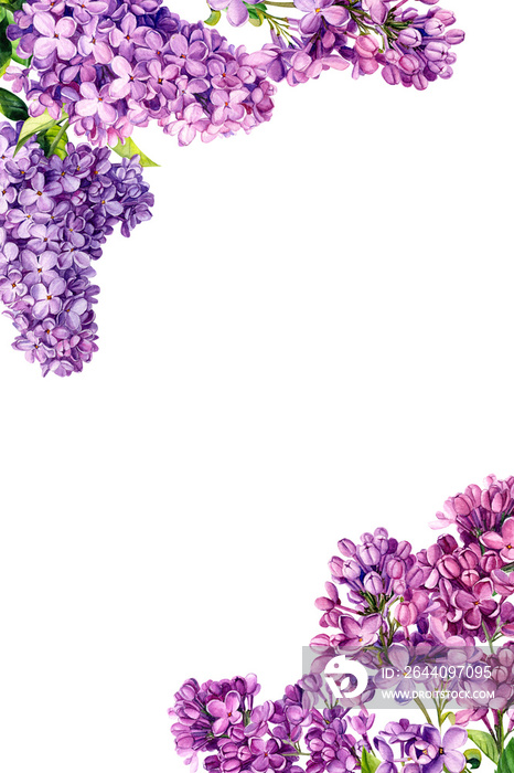 孤立的白色背景上的淡紫色花朵框架，水彩画，植物画，