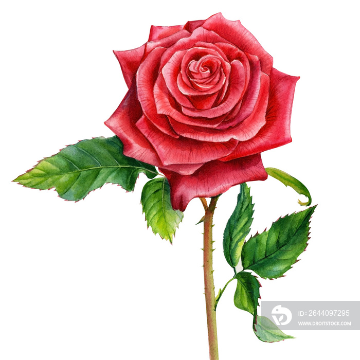 red rose on an isolated white background, watercolor painting, botanical illustration