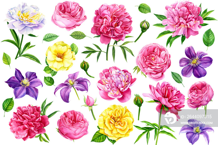 大套美丽的花朵、玫瑰、牡丹、铁线莲，背景为孤立的白色，水彩il