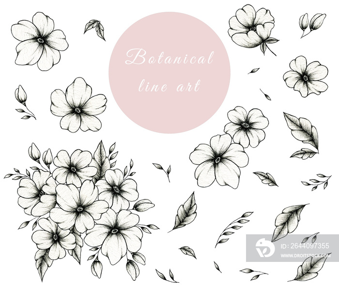 Hand drawn ink botanical line art collection isolated on white, vintage set of floral elements great