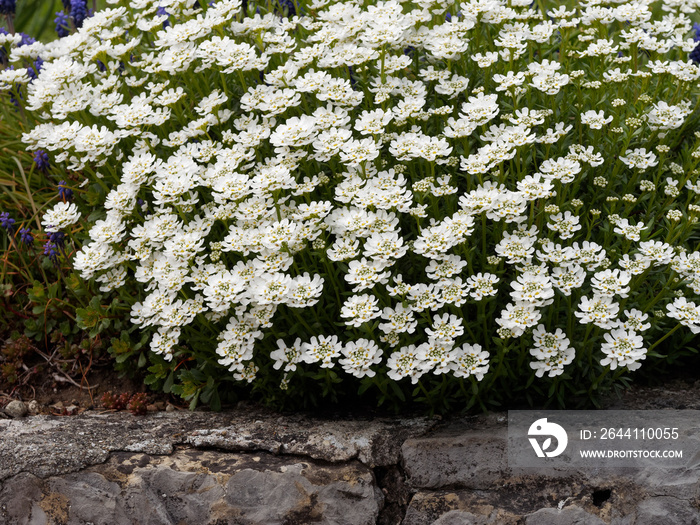 (Iberis sempervirens) Evergreen or perennial candytuft, decorative shrub and cluster of white flower