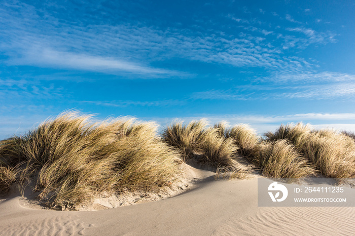 Düne an der Ostsee