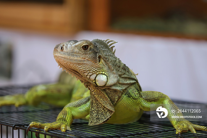 iguana unique, cute