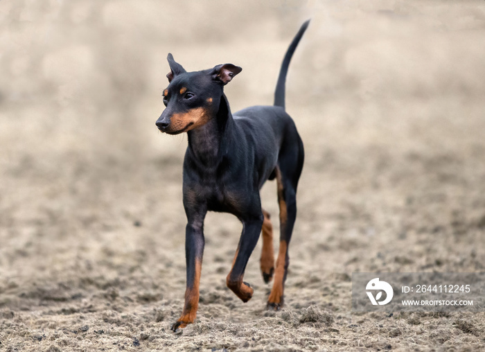 English Toy Terrier