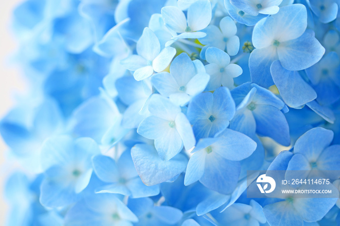 Beautiful blue hydrangea flowers background