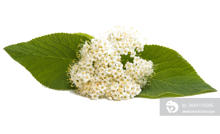 elderberry flower isolated