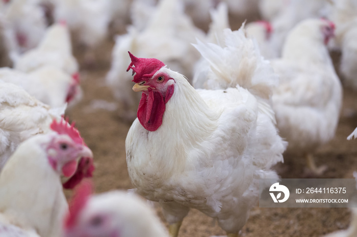 以养殖鸡肉为食的肉类或鸡蛋为目的的家禽养殖场业务（农业）