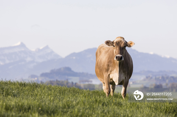 春天的早晨，瑞士棕色的牛站在瑞士山麓的草地上