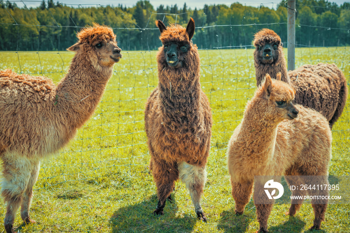 Cute alpacas and lamas at the farm on the green grass in summer sunny day