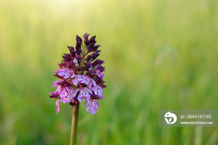 wild orchid in the woods in spring