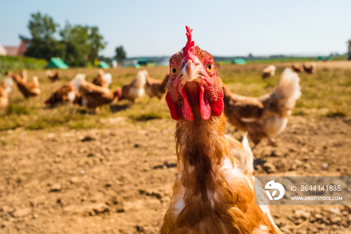 Freilandhuhn auf einer traditionellen Geflügelfarm