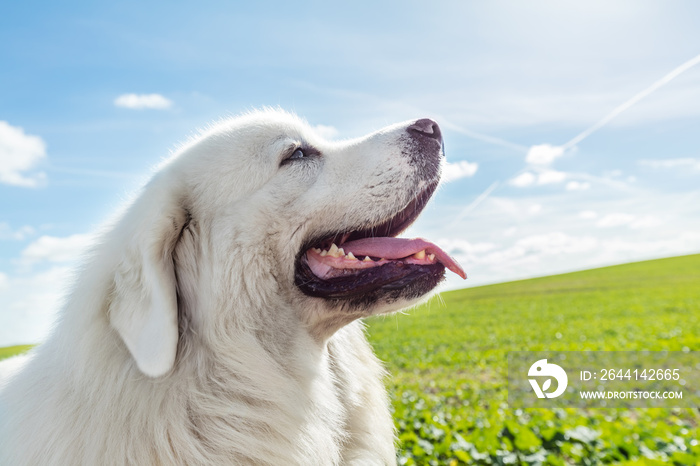 大护卫犬在阳光明媚的日子里散步。波兰塔特拉牧羊犬