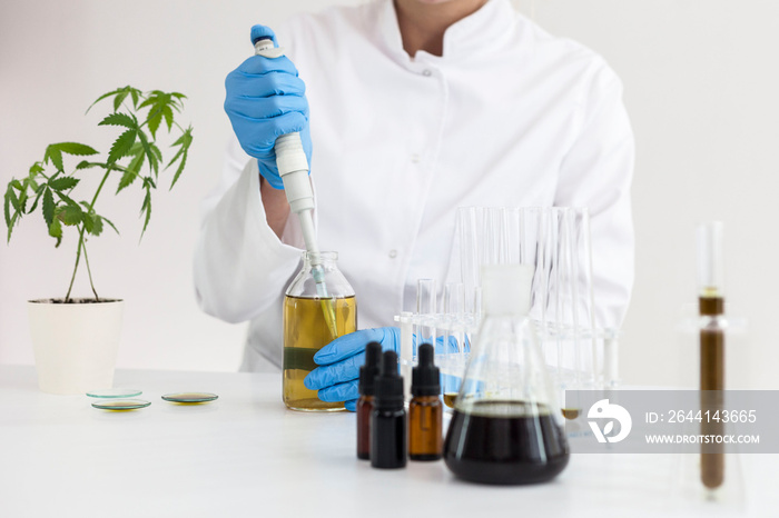 Watering cannabis plants in the laboratory.
