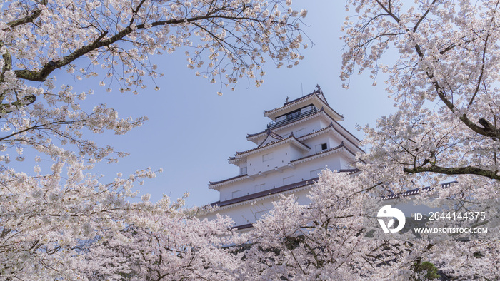 鶴ヶ城の桜