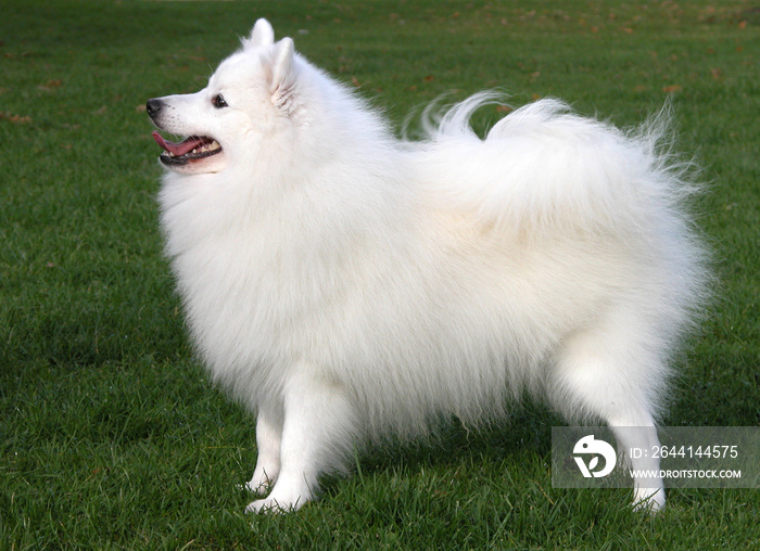 Japanese Spitz