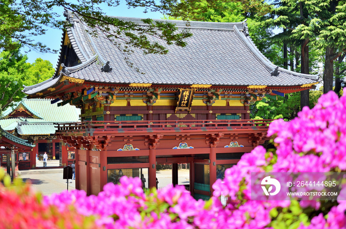 東京都文京区根津神社のツツジ祭り