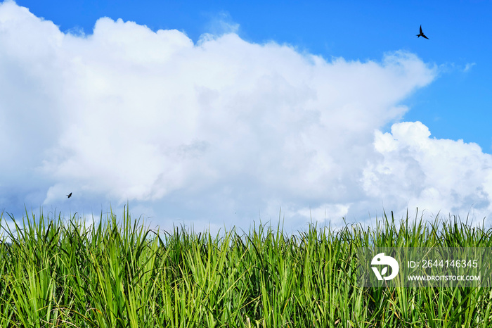 Sugar Cane fields in the with blue sky and white puffy clouds