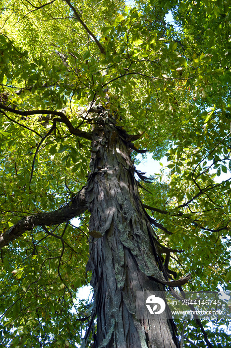 Shagbark Hickory Tree