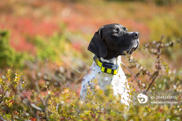 Dog english pointer