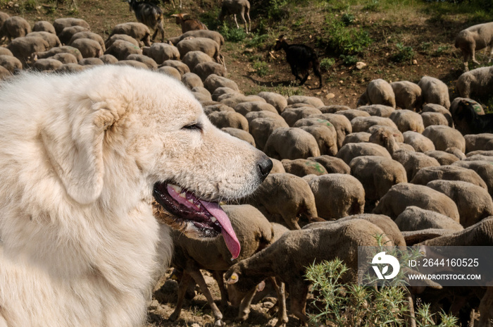 Maremma Sheepdog肖像