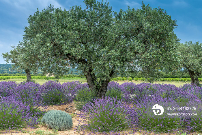 Lavendelfeld mit Olivenbäumen in der Provence