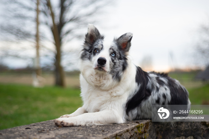 日落时躺在混凝土结构上的边境牧羊犬